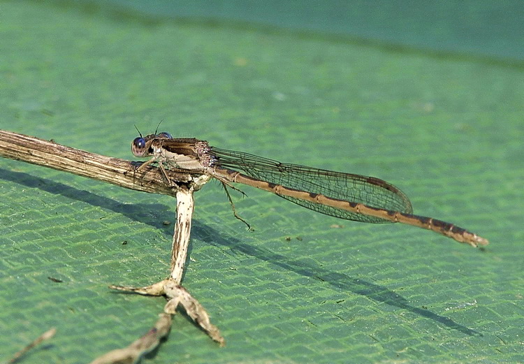 Sympecma fusca